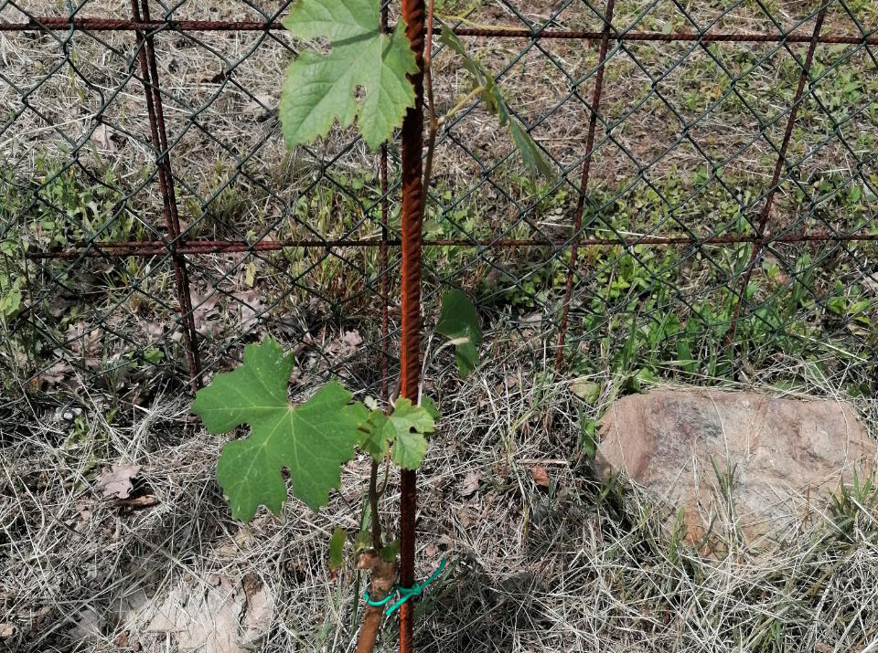 Una delle 700 barbatelle di Nebbiolo messe a dimora dall'azienda agricola di Giuliano Bosio ad Almese